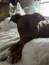 Pablo (P Litter)