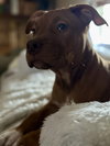 Pablo (P Litter)