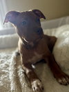 Pablo (P Litter)