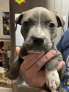 Percy (P Litter) - Adoption Pending