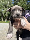 Percy (P Litter) - Adoption Pending