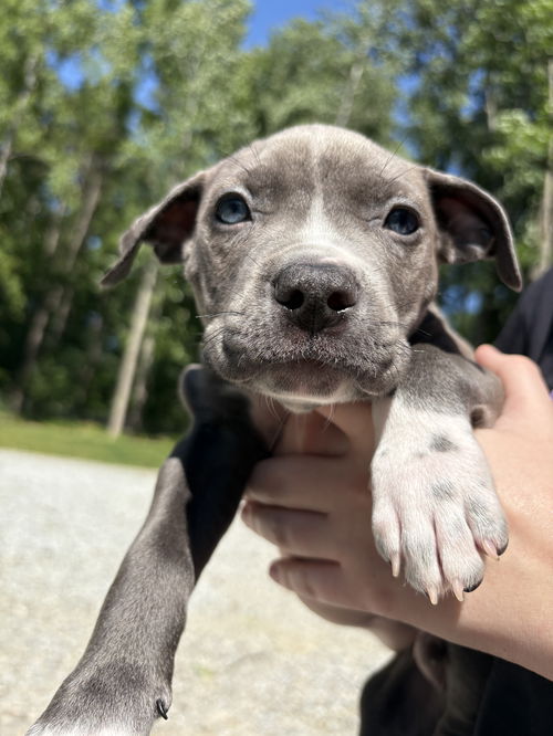 Percy (P Litter)
