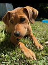 adoptable Dog in  named Sky