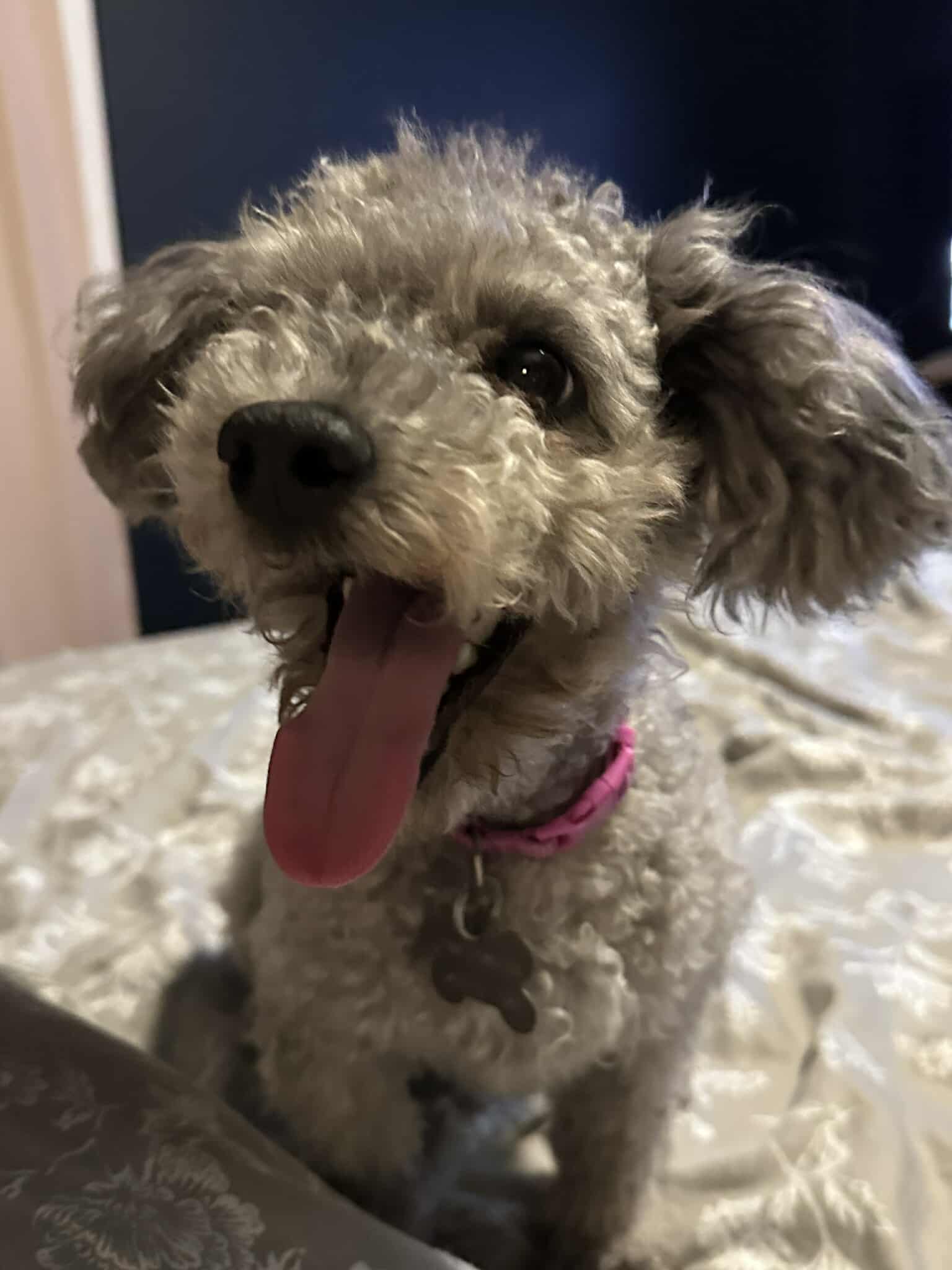 adoptable Dog in Holly Springs, NC named Teddy