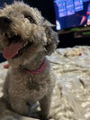 Teddy