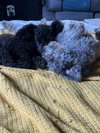 Teddy