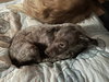 Mimi aka Millie