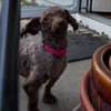 Mimi aka Millie