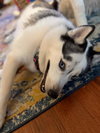 Sierra