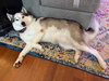 Sierra