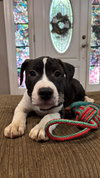 Dwight Schrute (The Office Litter)