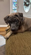 Jim Halpert (The Office Litter)