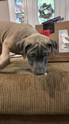 Jim Halpert (The Office Litter)