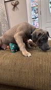 Jim Halpert (The Office Litter)