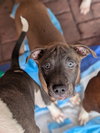 Stanley Hudson (The Office Litter)