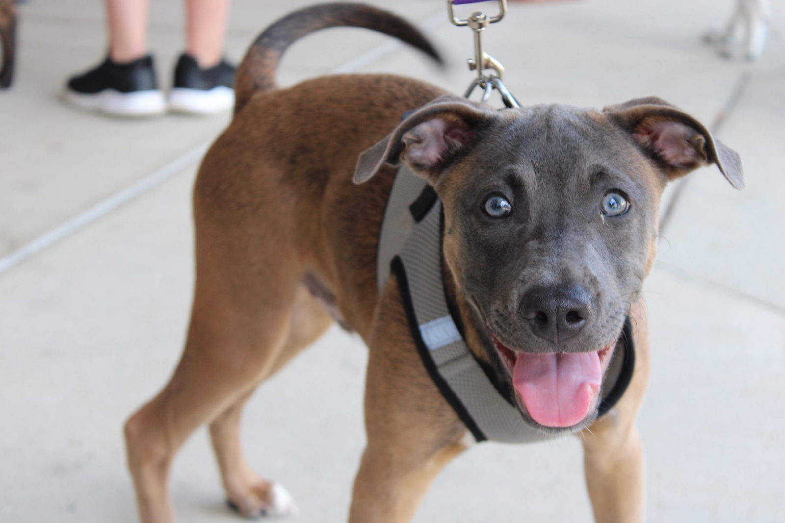 adoptable Dog in Holly Springs, NC named Stanley Hudson (The Office Litter)