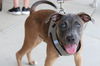 adoptable Dog in  named Stanley Hudson (The Office Litter)