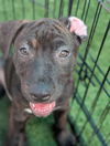 adoptable Dog in  named Kevin Malone (The Office Litter)