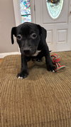Creed Bratton (The Office Litter)