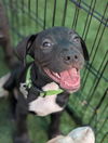 adoptable Dog in  named Creed Bratton (The Office Litter)