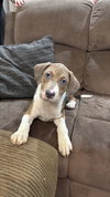 Oscar Martinez (The Office Litter)