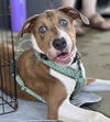 adoptable Dog in  named Oscar Martinez (The Office Litter)