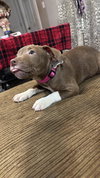 Pam Beesly (The Office Litter)