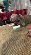 Pam Beesly (The Office Litter)