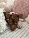 Pam Beesly (The Office Litter)
