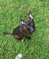 adoptable Dog in holly springs, NC named Angela Martin (The Office Litter)