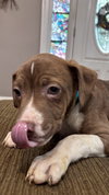 Meredith Palmer (The Office Litter)