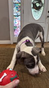 Phyllis Vance (The Office Litter)