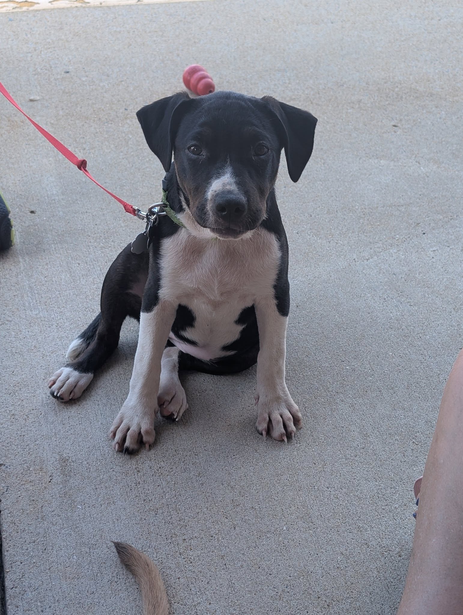 adoptable Dog in Holly Springs, NC named Kelly Kapoor (The Office Litter)