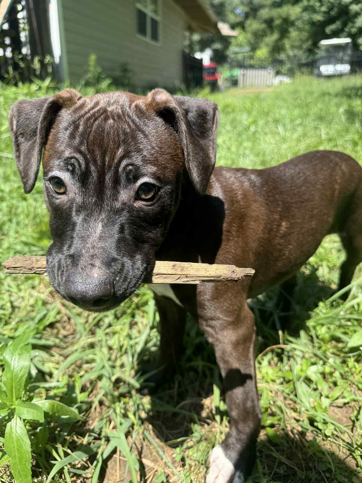 adoptable Dog in Holly Springs, NC named Erin Hannon (The Office Litter)