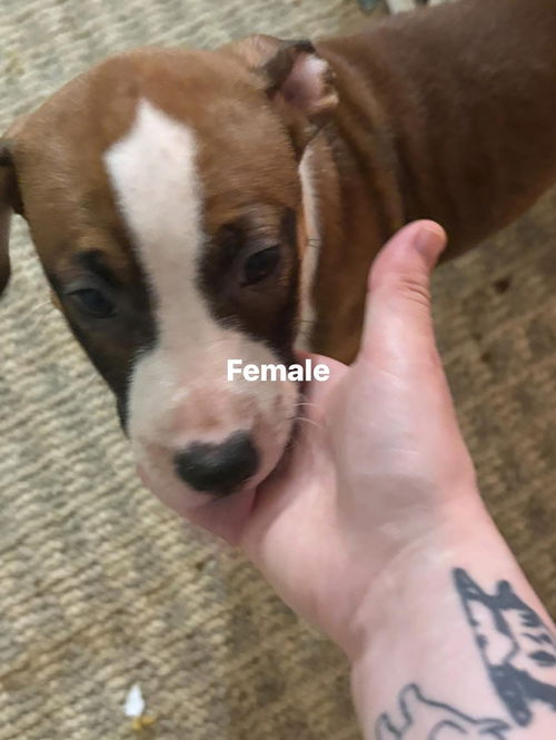 Holly Flax (The Office Litter)