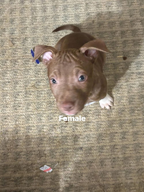 Nellie Bertram (The Office Litter)