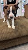 Nellie Bertram (The Office Litter)