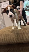 Nellie Bertram (The Office Litter)