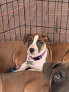 Nellie Bertram (The Office Litter)