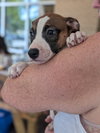 Nellie Bertram (The Office Litter)