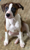 Nellie Bertram (The Office Litter)