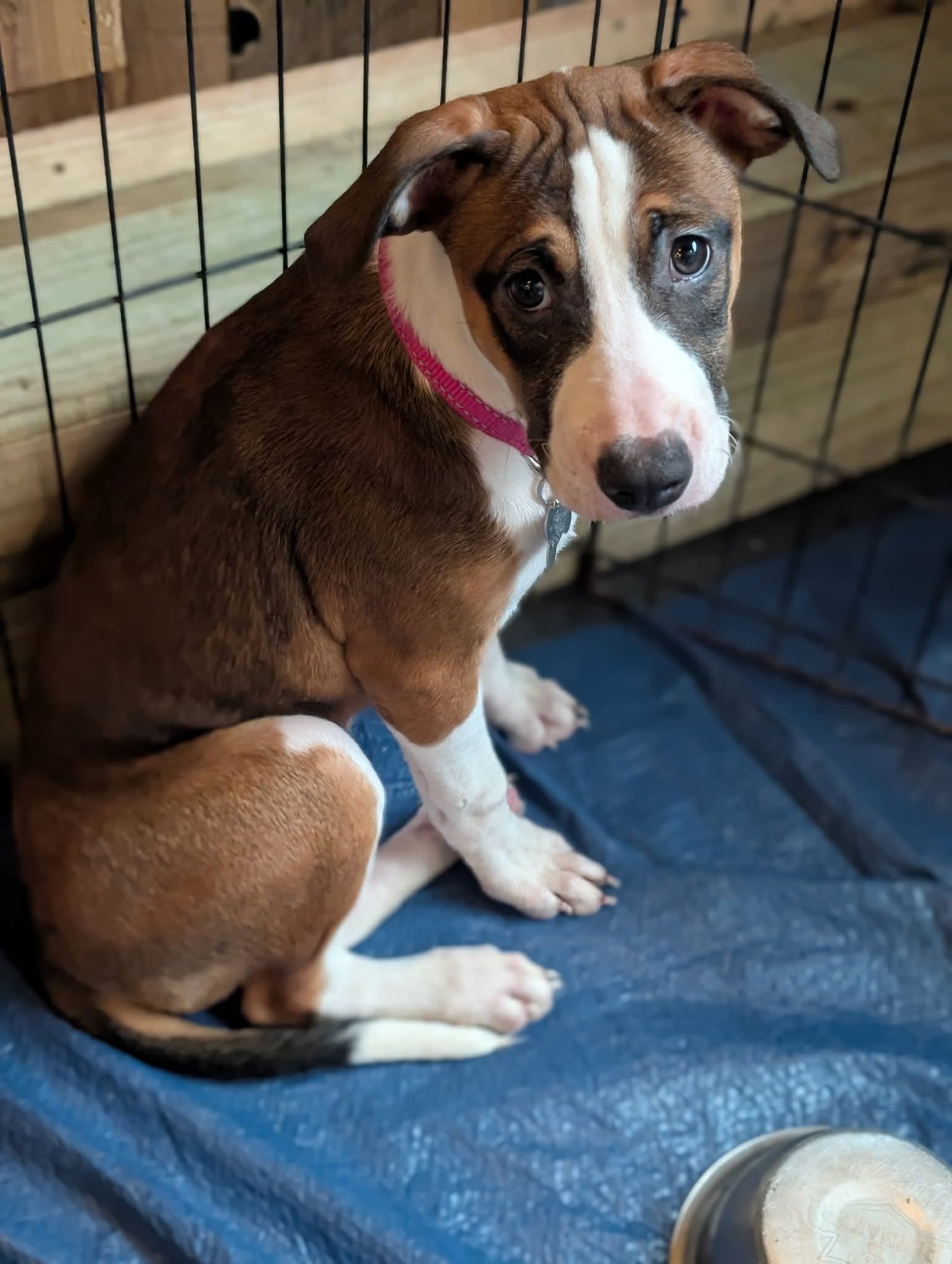 adoptable Dog in Holly Springs, NC named Nellie Bertram (The Office Litter)