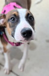 Nellie Bertram (The Office Litter)