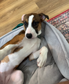 Nellie Bertram (The Office Litter)
