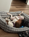 Nellie Bertram (The Office Litter)