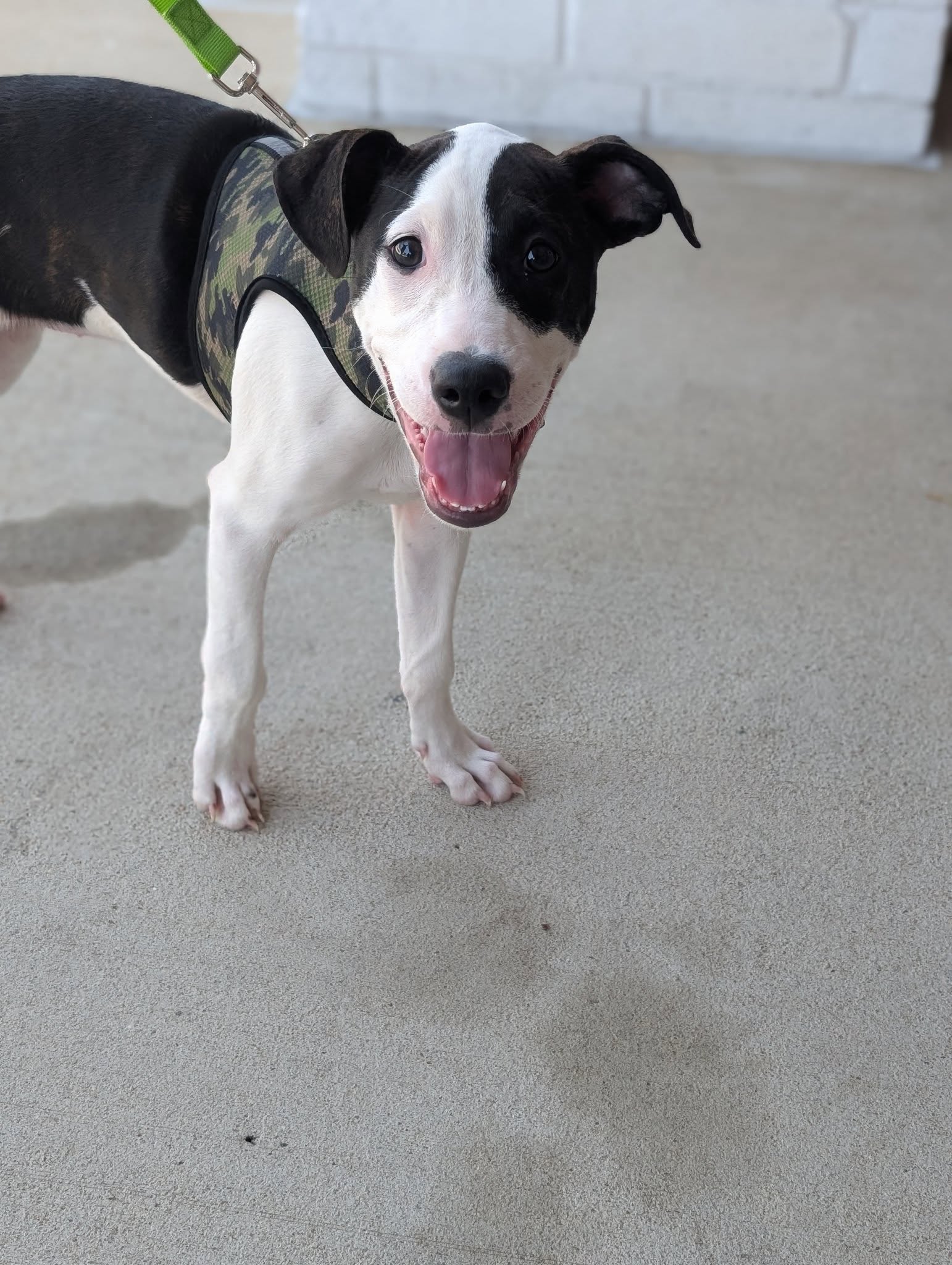 adoptable Dog in Holly Springs, NC named Jan Levinson (The Office Litter)