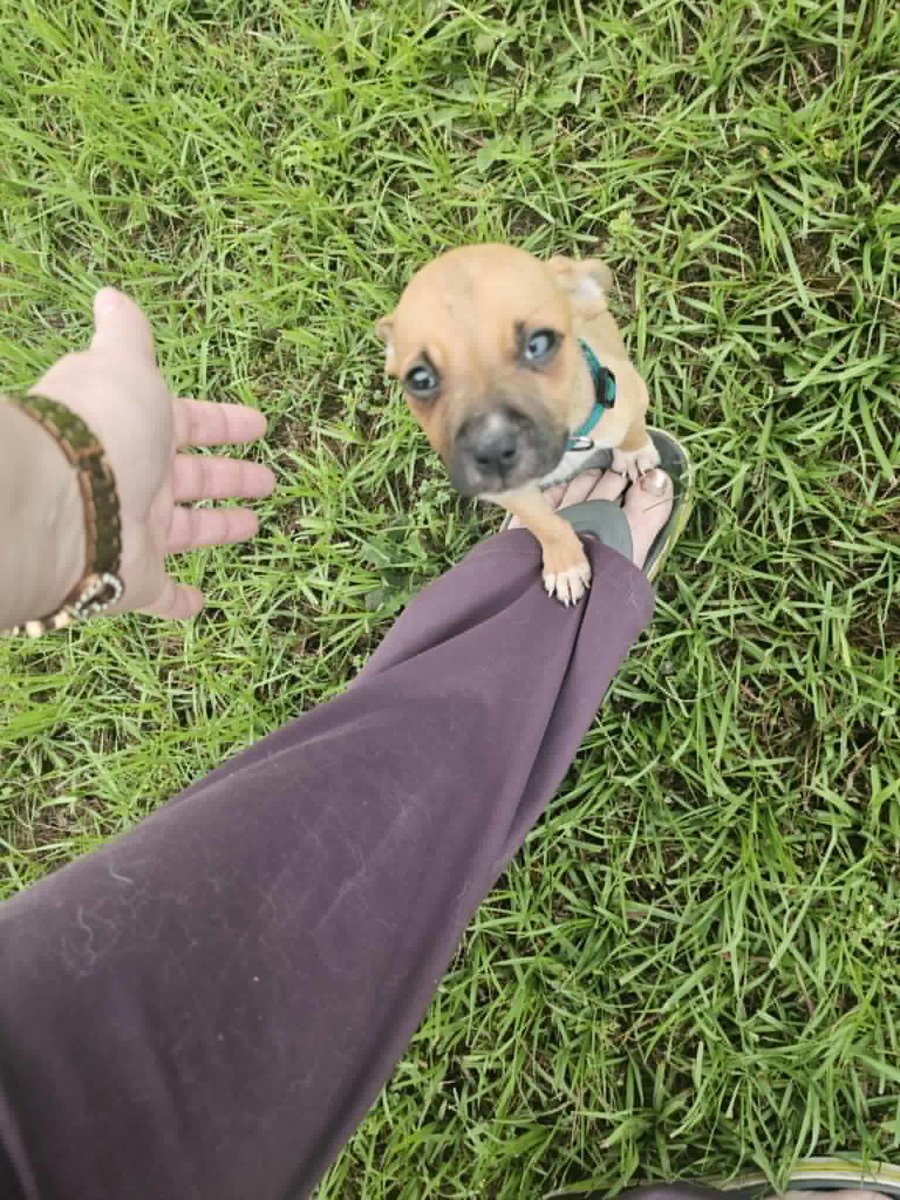 Roxie
