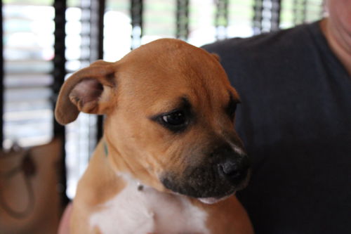 Roxie