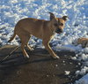 Roxie