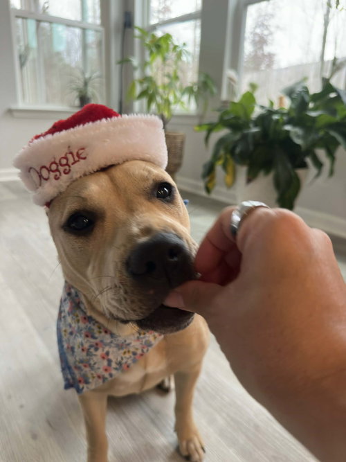 Stella